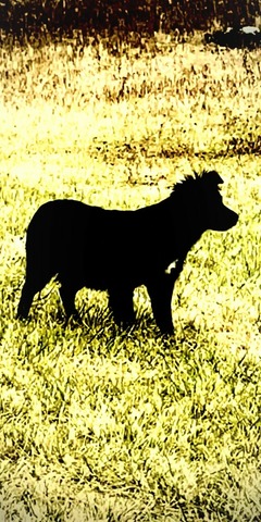 image4
